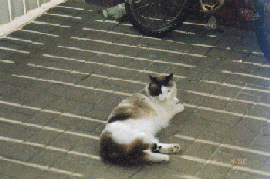 cat.gif